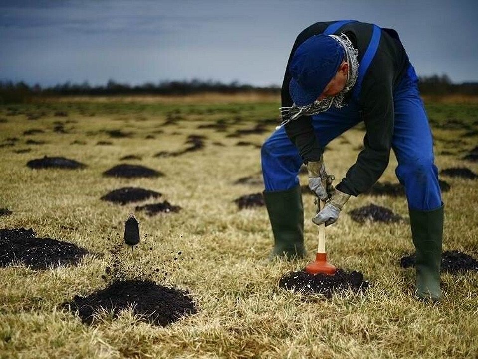 Mole Control service