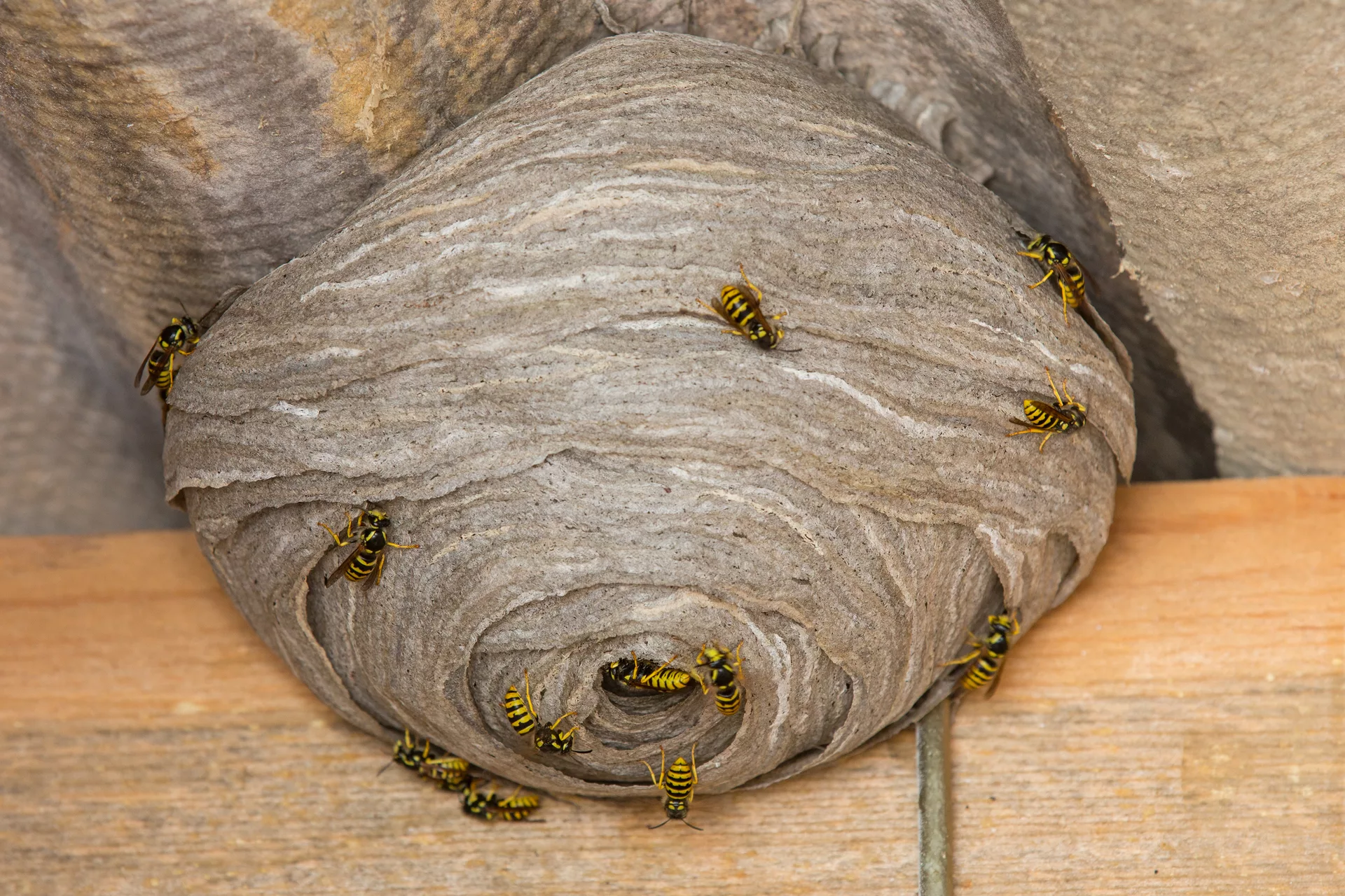 Wasp Nest near me