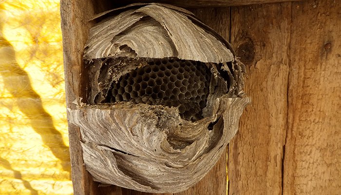 Wasp Removal near me